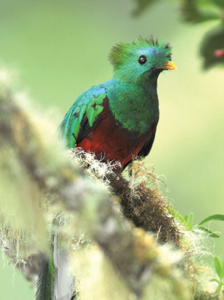 20616-Costa-Rica-Birding-Motmots-Quetzals-Vert.jpg