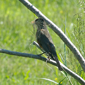 Birding tours in Cape May, NJ