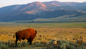 Yellowstone National Park
