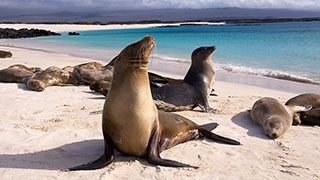 18484-Best-of-Galapagos-and-Peru-Sea-Lions-SmHoz.jpg