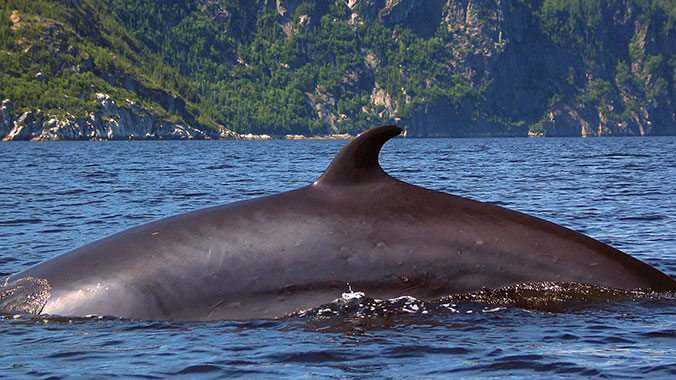 5455-canada-whales-sea-sand-intergenerational-adventure-c.jpg