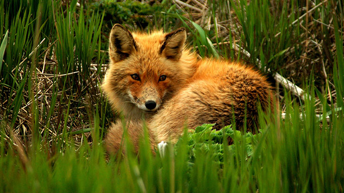 1012-Alaska-Fox.jpg