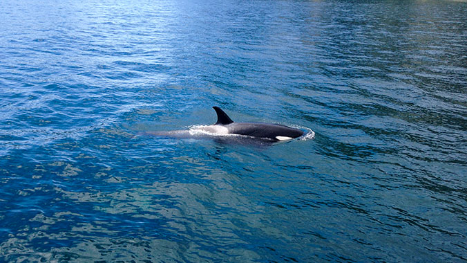 1012-Alaska-Whale.jpg