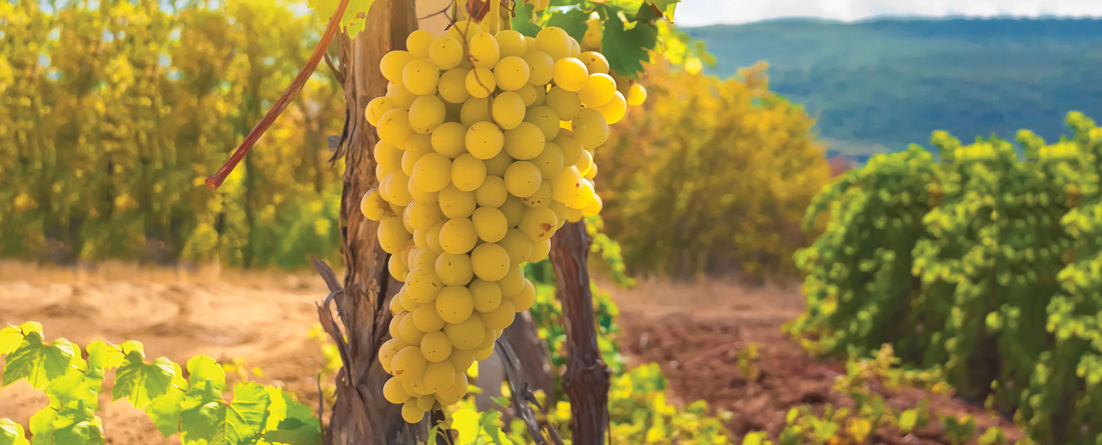 France - Champagne - grapes