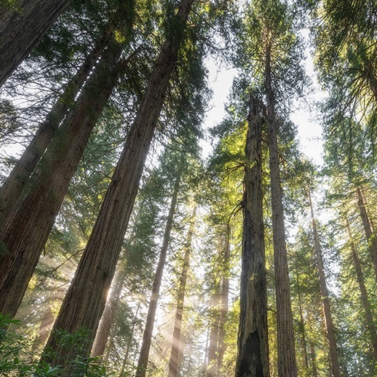 Sun through the trees