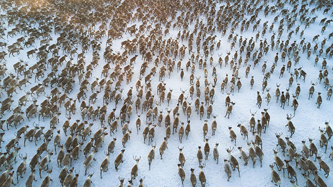 24354-Arctic-caribou-lghoz.jpg
