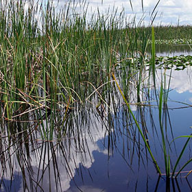 Kayaking the Florida Everglades