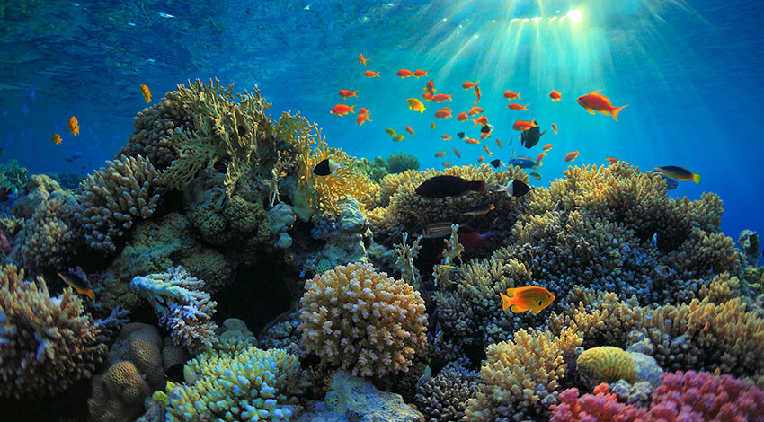 Coral Reef