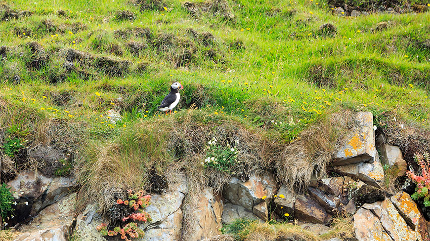 24633-iceland-floating-puffin-c.jpg
