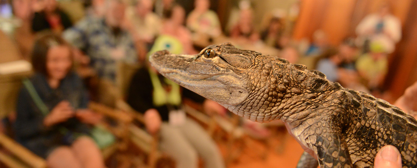 Baby Crocodile