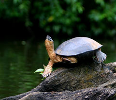 Tortuguero National Park