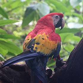 Birding tours in Mexico