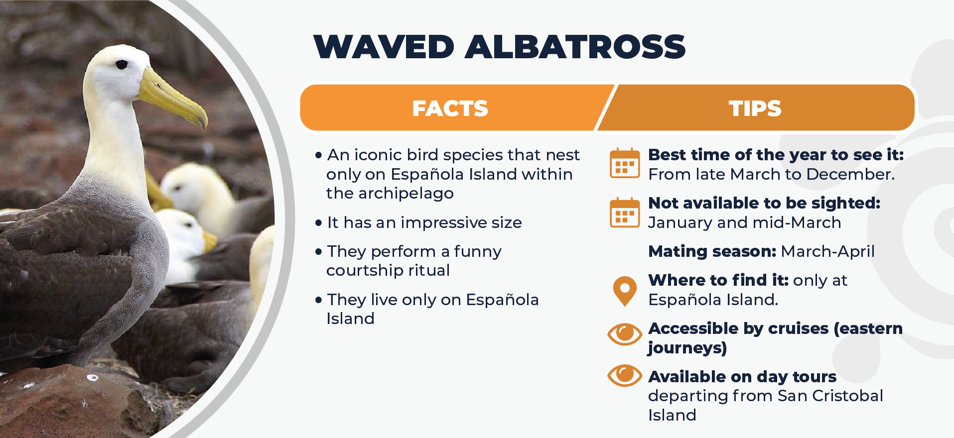 Waved Albatross Facts