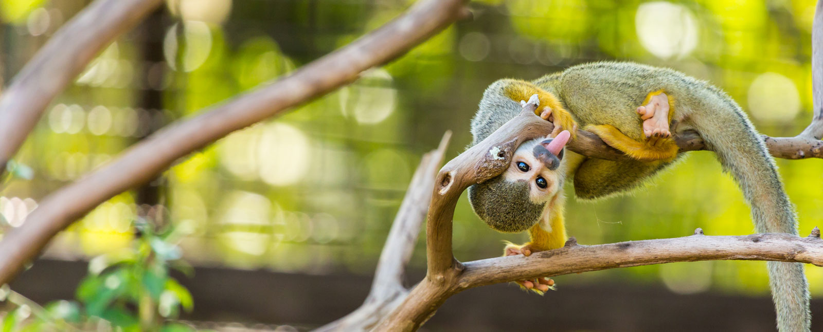 Spider Monkey, Amazon Rainforest