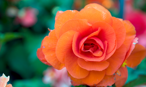 Begonia, Butchart Gardens, Victoria, British Columbia