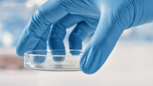 gloved hand holding petri dish